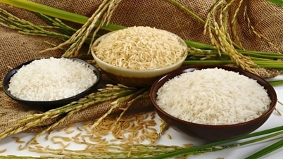 Le prix du riz a légèrement augmenté, celui du paddy est passé de 50 à 900 VND