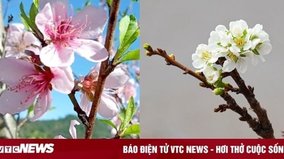 Chưa đến Tết, hoa rừng đã tấp nập xuống phố, hút khách mua
