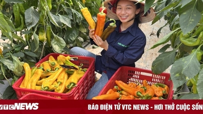 'Super big' chili peppers are expensive, customers wait a month to order