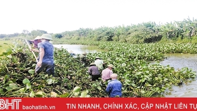 ភាព​លំបាក​ក្នុង​ការ​ដោះស្រាយ​ដំណាំ​ទឹក​នៅ​ប្រឡាយ Le ក្នុង​ក្រុង Duc Tho