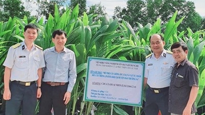 Bình Định chung tay với Vùng 4 Hải quân thực hiện chương trình “Xanh hóa Trường Sa”