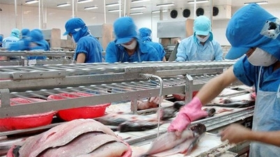 Vĩnh Hoàn (VHC) doanh thu xuất khẩu tháng 10 tiếp tục sụt giảm