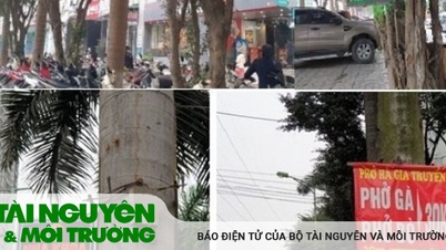 "សួតបៃតង" កំពុងត្រូវបានបំពាន