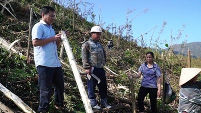 Hục hồi hàng trăm nghìn héc ta rừng sau bão ở Quảng Ninh bằng cách nào, không dễ trả lời