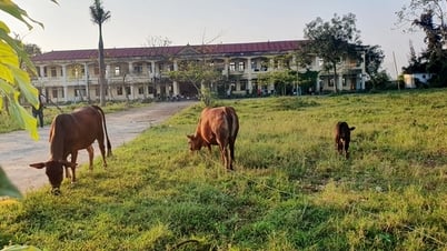 Nhiều trụ sở, trường học khang trang giá trị hàng tỷ đồng bỏ hoang, thành nơi chăn thả trâu, bò