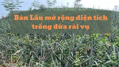 Bản Lầu mở rộng diện tích trồng dứa trái vụ