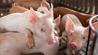 Giá heo hơi ngày 30/12/2024: Xu hướng ổn định với mức giá cao