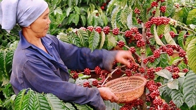 Giá cà phê Robusta và Arabica đồng loạt tăng, vì sao?