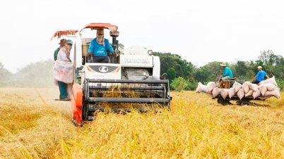 Xuất khẩu nông nghiệp vượt khó, mang về 53,1 tỷ USD