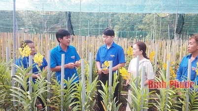 Growing noble orchids, mokara orchids, flowers flowing like a stream, Binh Phuoc farmer has a good salary