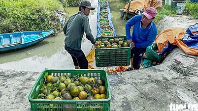 វៀតណាម​និង​អាមេរិក​ពិភាក្សា​អំពី​ការ​បើក​ទ្វារ​ទទួល​បាន​ក្រូច ក្រូចឃ្វិច ផ្លែ​ព្រូន និង​ក្រូចឆ្មា​គ្មាន​គ្រាប់