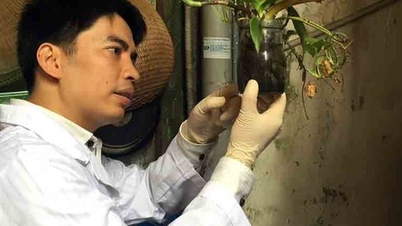 'Hunting' mosquitoes to prevent disease