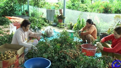 កសិករ​នៅ​ស្រុក Tien Giang កំពុង​រើស​ផ្លែឈើ​ឆ្ងាញ់​នេះ តម្លៃ​លក់​បាន​កើន​ឡើង​ទ្វេ​ដង។