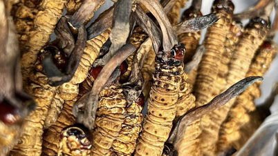 ‘Sâu cỏ’ khô đổ bộ thị trường Việt, giá 2,5 tỷ đồng/kg vẫn cháy hàng