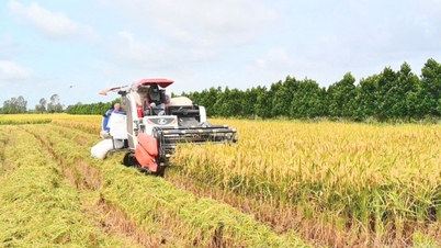 El precio del arroz buenísimo aumentó ligeramente