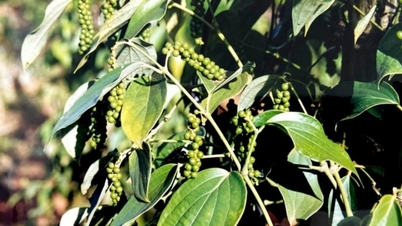 Thị trường vẫn ghi nhận lượng giao dịch ít do nguồn cung thấp
