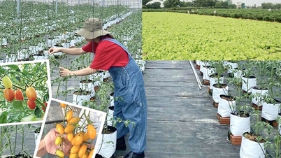 Quang Ngai aims for 1,500 hectares of safe vegetables, focusing on ensuring traceability by 2030