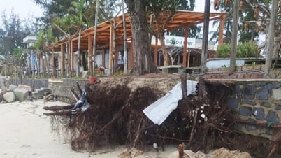 Bãi biển đẹp nhất Quảng Ngãi sạt lở hơn 200m