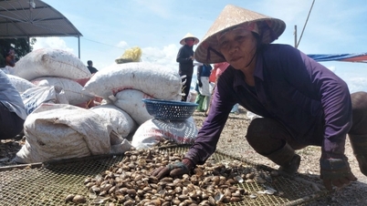 Trúng hàng trăm tấn "lộc trời", ngư dân đếm tiền mỏi tay