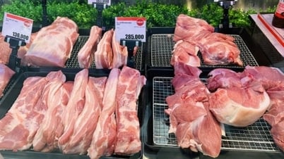Giá heo hơi miền Trung, Tây Nguyên giảm nhẹ; miền Nam cao nhất cả nước