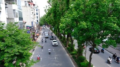 ឈើគ្រញូង និងឈើគ្រញូង ស្ថិតក្នុងចំណោមដើមឈើកំពូល ដែលស្រូបធូលីបានល្អនៅតាមដងផ្លូវហាណូយ។