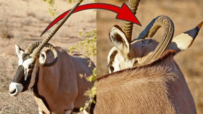 Antelope រស់រានមានជីវិតដោយមានស្នែងដុះនៅករបស់វា។