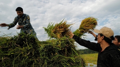 Philippines reduces rice imports as domestic supply increases