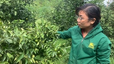 Cao Phong oranges, a specialty orange of Hoa Binh, are short and bear a lot of fruit. When the flood recedes and the sun comes up, the fruit cracks.