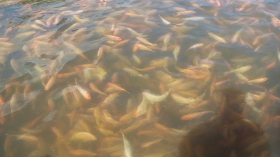 Beautiful freshwater lake like in movies in Binh Dinh, how to raise specialty fish, red tilapia to sell to Japan?