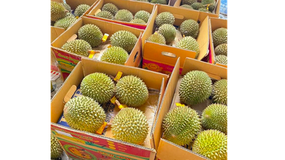 Sầu riêng Thái mini tràn vào nội địa có đáng ngại?
