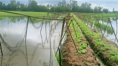 ចិញ្ចឹម​ត្រី​ទឹកសាប​នៅ​វាលស្រែ​ហាវ​យ៉ាង​មិន​ចាំបាច់​ចិញ្ចឹម​ចាប់​លក់​បាន​ចំណូល​ទ្វេ​ដង