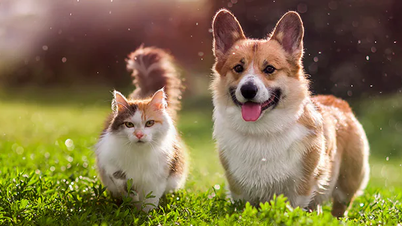 Pet Transport