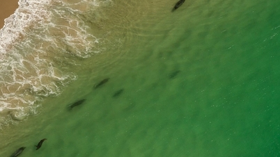 The place with the highest density of sharks in the world