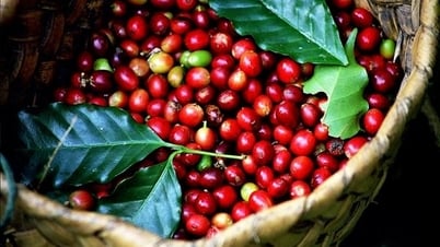 Lo ngại thiếu hụt nguồn cung, giá cà phê biến động