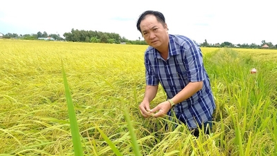How does the outstanding Vietnamese farmer of 2024 from Long An grow sticky rice to make a profit of more than 10 billion/year?