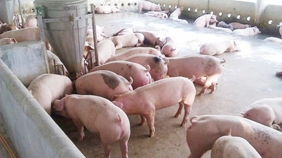 Pig price today August 1, 2024: Slight increase of 1,000 VND/kg in the Central region