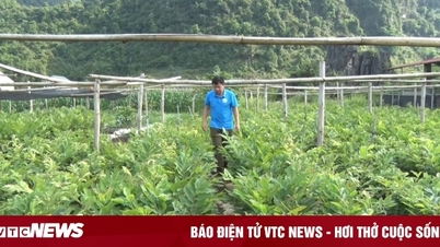 Hợp tác xã làm giàu với cây trồng địa phương