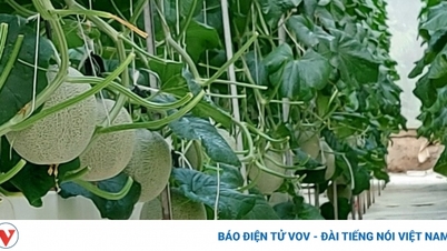 Woman successfully started a business from melons