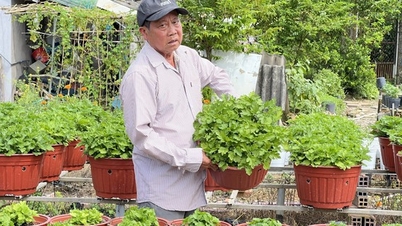 설날 꽃 수확에 대한 기대