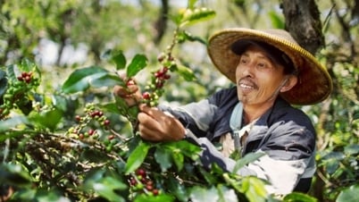 Nguồn cung hạn chế, xuất khẩu cà phê tiếp tục tăng mạnh về giá