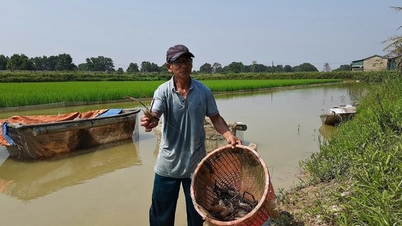 Nuôi tôm càng xanh la liệt, cá trắm cỏ to bự ở ruộng lúa, nuôi lợn, một người Quảng Trị thu 12 tỷ