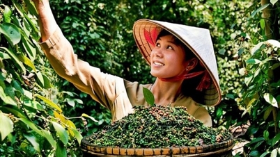 Giá tiêu tăng nhẹ vào ngày Nhà giáo Việt Nam