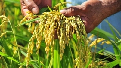 Les prix du riz augmentent de 50 à 100 VND/kg, le riz exporté est le plus cher au monde