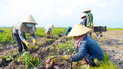 Hướng đến thương hiệu khoai lang Phú Thiện   | Báo Gia Lai điện tử