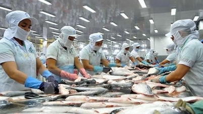 Kim ngạch xuất khẩu cá tra ước đạt 725 triệu USD trong 5 tháng