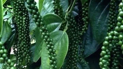Nguồn hàng hồ tiêu xuất khẩu sẽ thấp trong các tháng cuối năm