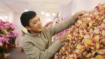 Đếm cành thu tiền, thợ cắm hoa lan hồ điệp bỏ túi 3 triệu đồng/ngày