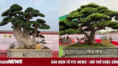 Loạt cây cảnh giá bằng cả căn chung cư hội tụ ở Hà Nội