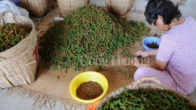 ចំណូល​នាំចេញ​ម្រេច​មាន​កំណើន​ខ្លាំង​បន្ទាប់​ពី​ធ្លាក់​ចុះ​ក្នុង​រយៈពេល​ពីរ​ថ្ងៃ​ជាប់​គ្នា។