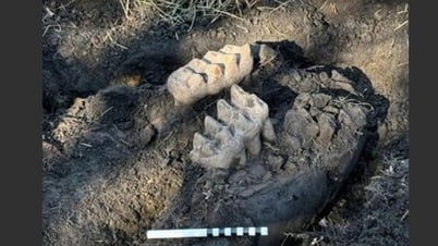11,000-year-old monster emerges from New York yard